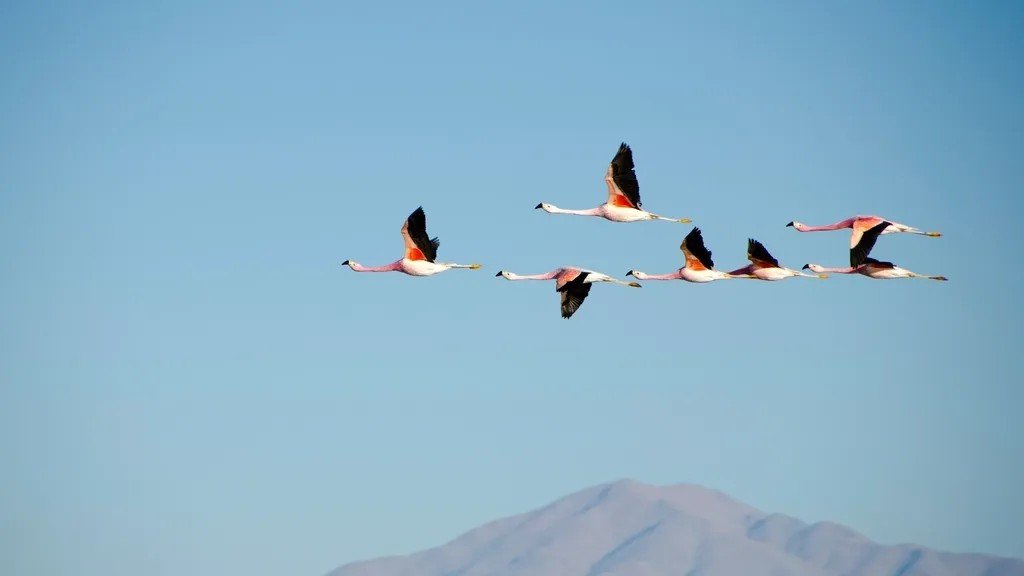 7 Incredible Ways Animals Use Advanced Navigation to Traverse Vast Distances