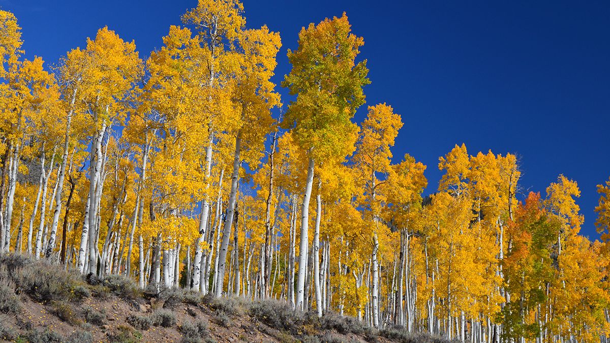 Unraveling the Secrets of the World’s Oldest Living Organisms