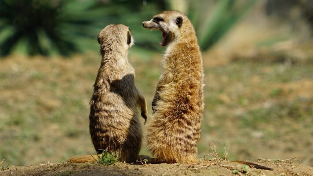 Decoding Animal Communication: Beyond Barks and Chirps