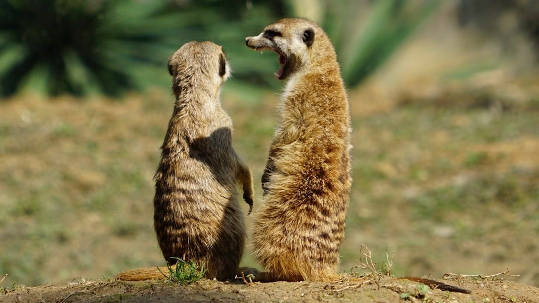 Decoding Animal Communication: Beyond Barks and Chirps