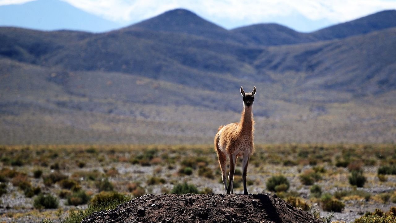 7 Incredible Creatures That Defy the Laws of Nature