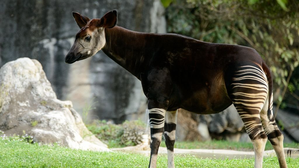 10 Fascinating Animals You Never Knew Existed on Earth