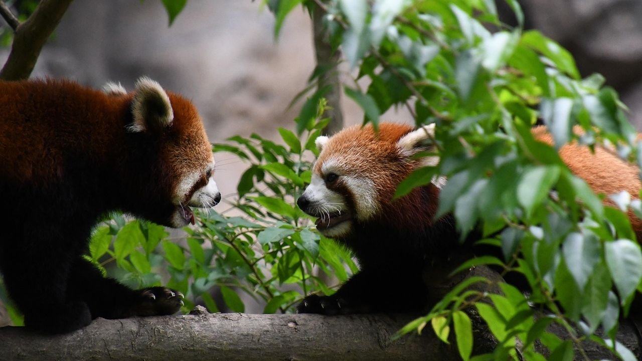 7 Ways Animals Communicate in Secret Languages We’re Just Learning To Understand