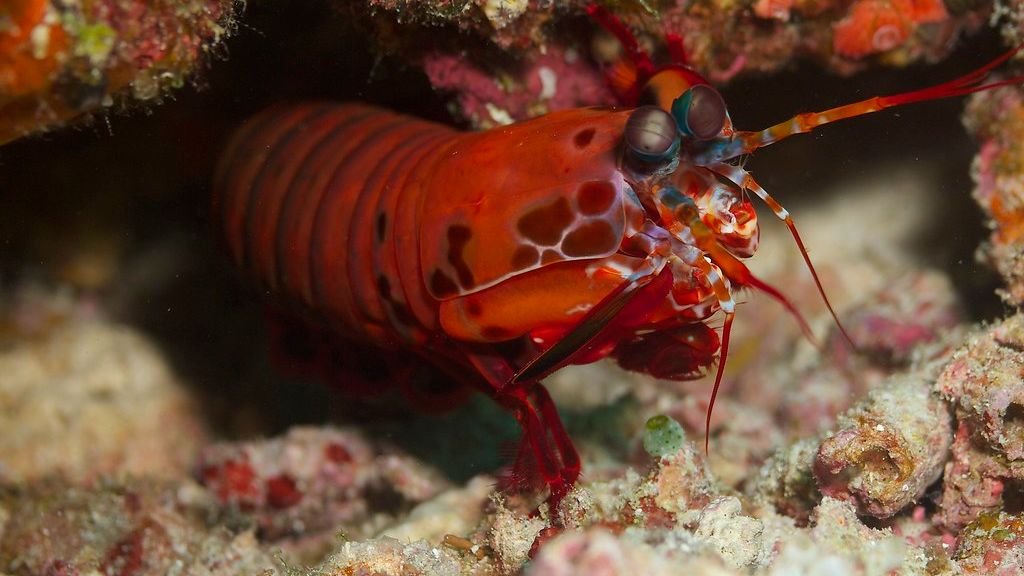 7 Incredible Creatures That Have Evolved Unique Ways to Survive on Earth