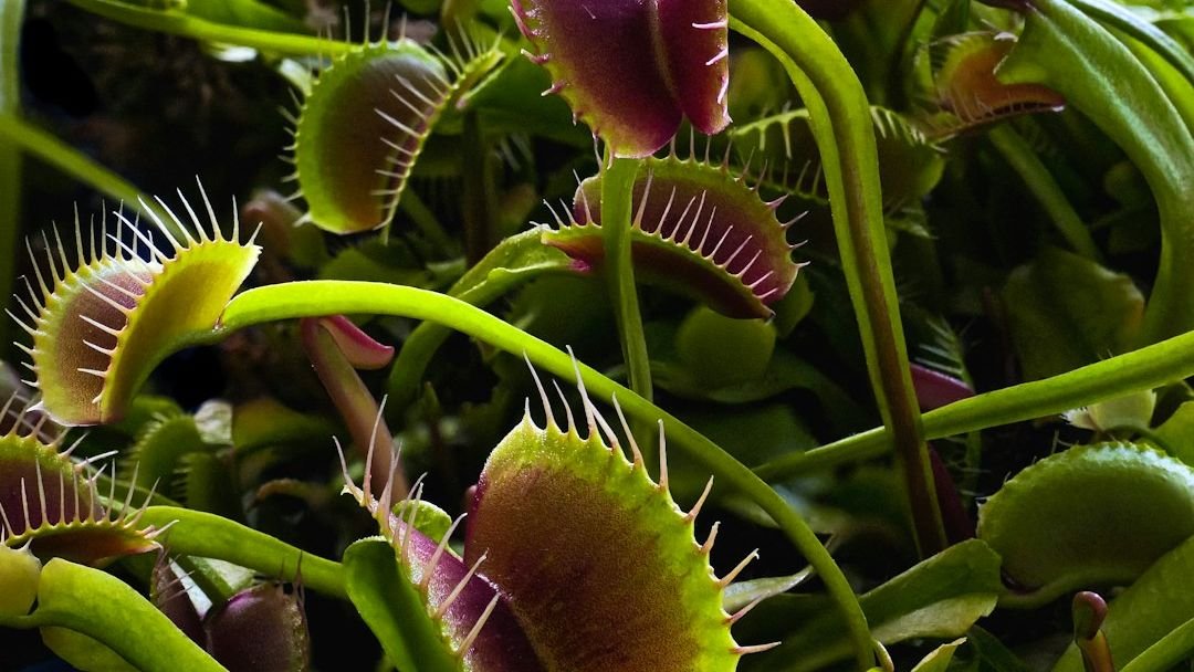 8 Remarkable Plant Species With Abilities That Defy Conventional Biology
