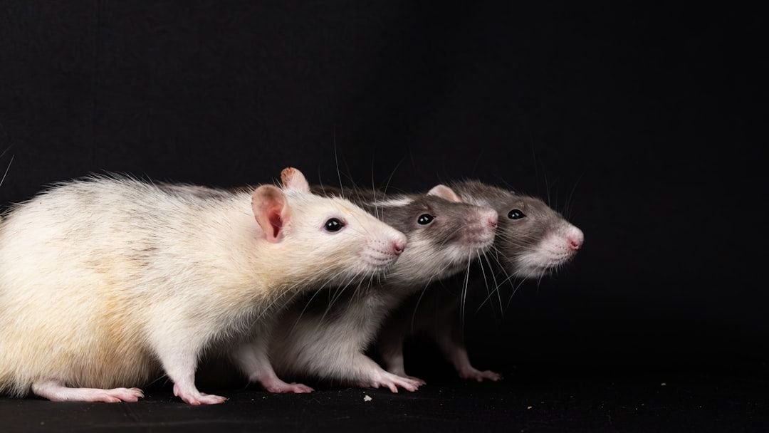 8 Rare Animal Behaviors That Challenge Our Understanding of Intelligence and Instinct