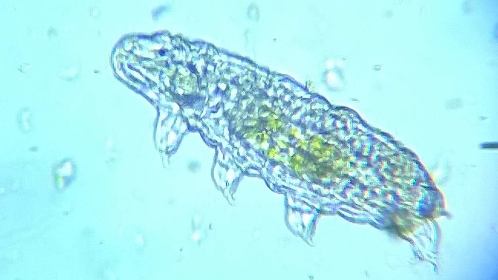 6 Biological Processes That Allow Organisms to Thrive in Earth's Harshest Environments