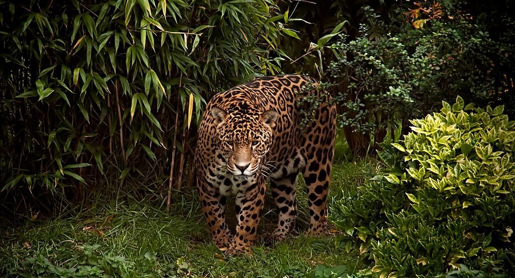 The Amazon Rainforest: An Uncharted Frontier of Biodiversity and Botanical Marvels