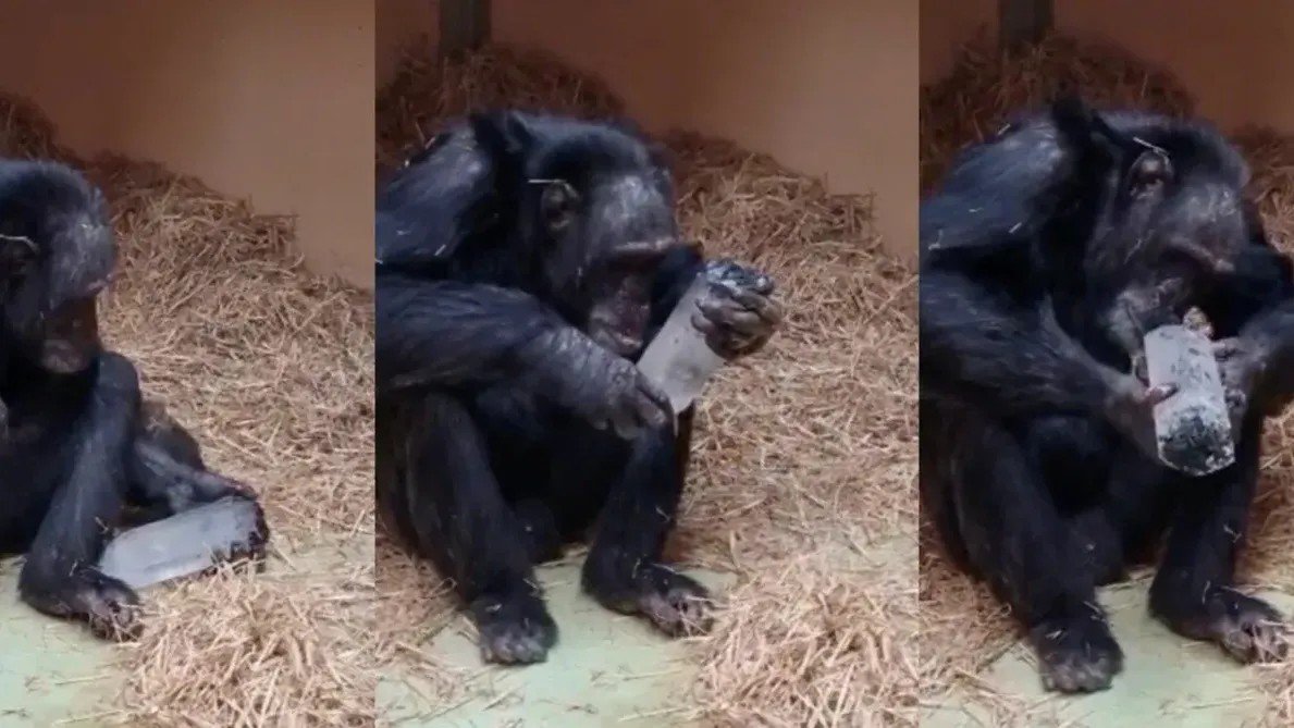 Study Suggests Chimps’ Love of Crystals Echoes Early Human Behavior