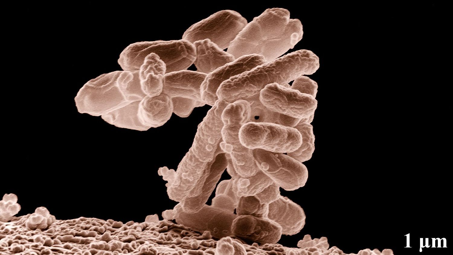 Beneath the Ice: Discovering Ancient Microbes Thriving in Earth’s Extreme Environments