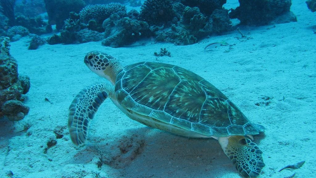 7 Incredible Animal Migrations That Defy All Scientific Explanation