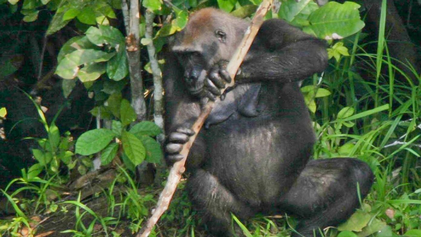 5 Unexpected Ways Animals Use Tools to Solve Problems in the Wild