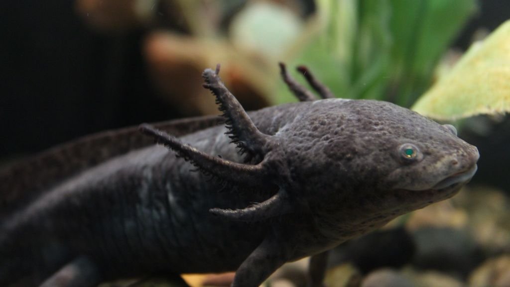 7 Incredible Animals That Possess Superpowers We Can Only Imagine