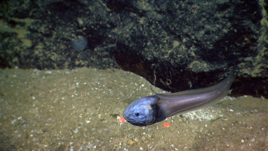 The Ocean's Deepest Trenches Are Home to Life We Never Knew Existed