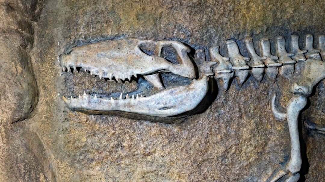 Ancient Crocodile Fossil Rewrites the Story of Africa’s Prehistoric Past