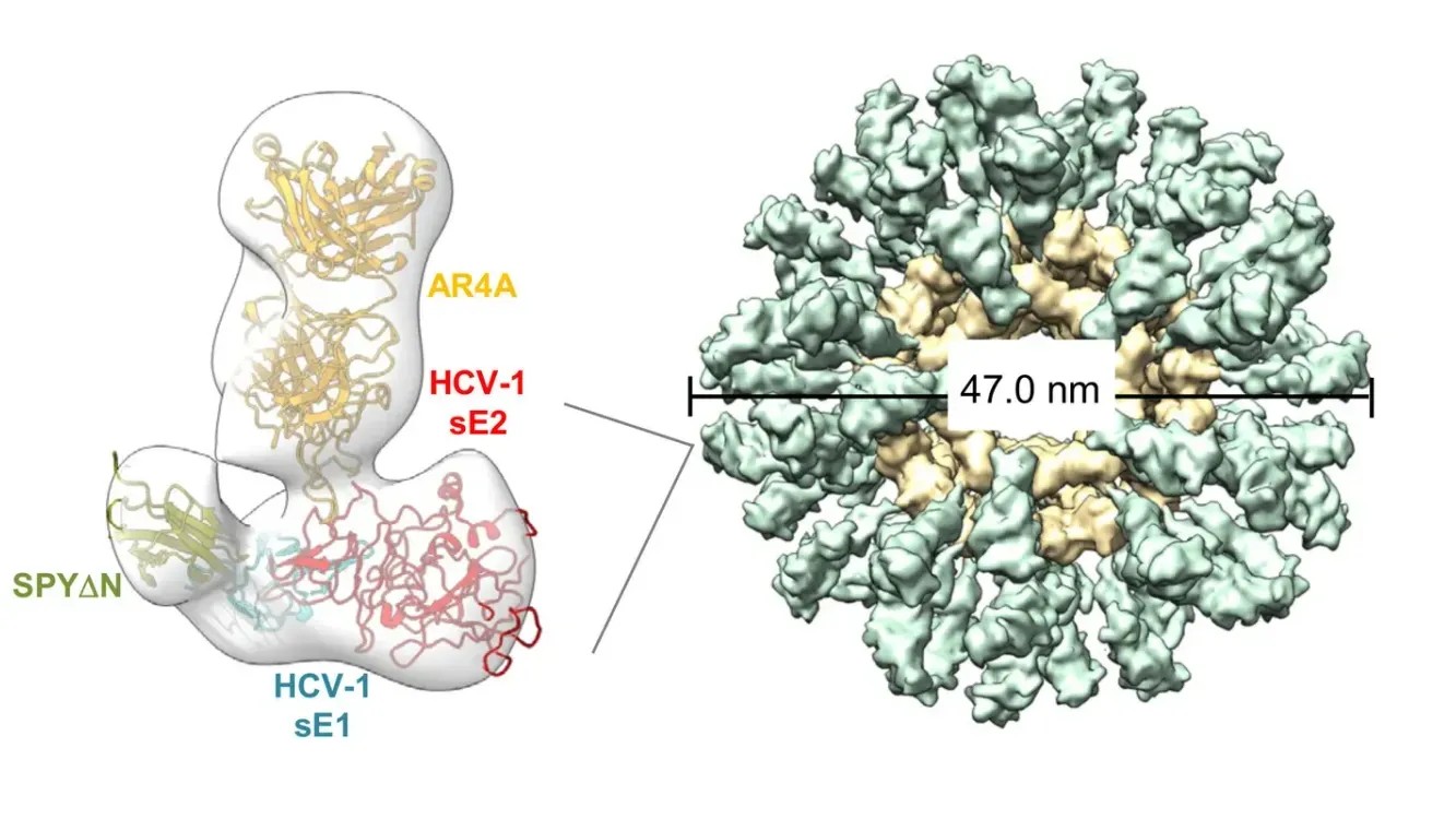 New Nanoparticle Vaccine Approach Could Finally Outsmart Hepatitis C Virus