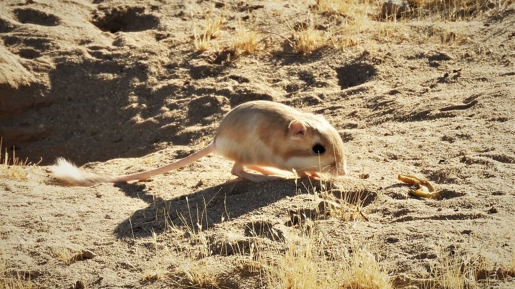 10 Remarkable Adaptations That Allow Creatures to Thrive in Earth's Harshest Environments