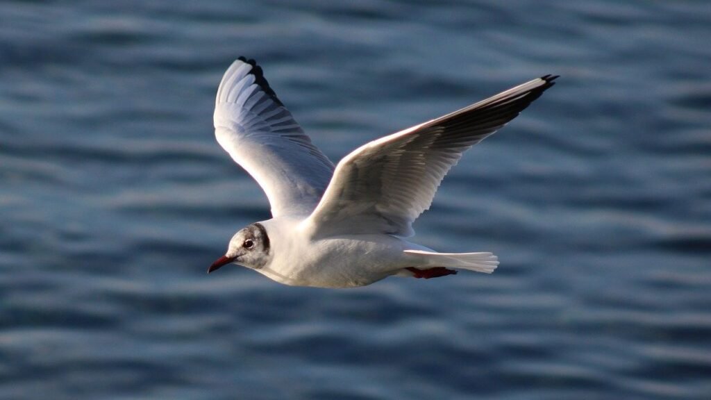 How Do Animals Navigate Across Vast Distances Without Modern Technology?