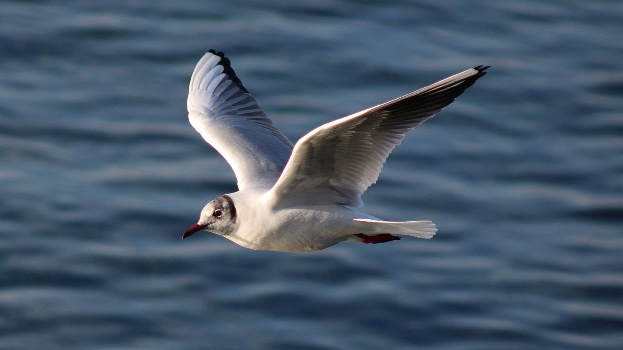 How Do Animals Navigate Across Vast Distances Without Modern Technology?