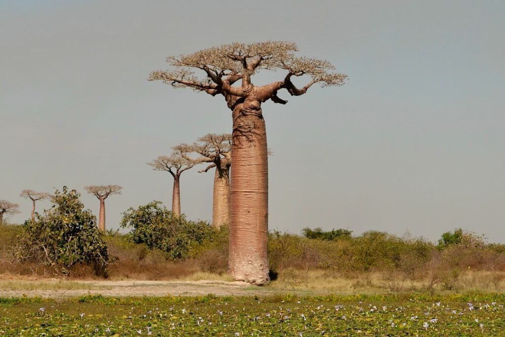 Beetle known for ravaging mango trees now killing baobabs, study finds