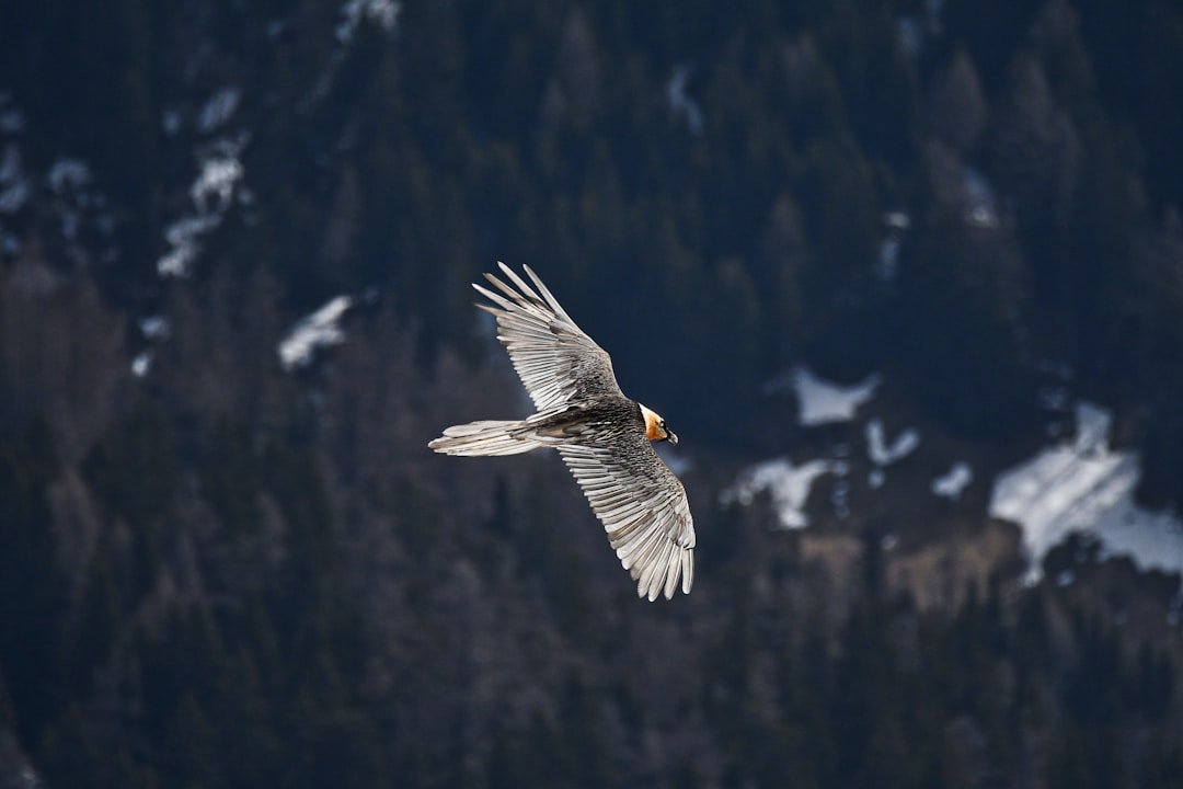 After Near Extinction Bearded Vultures Soar Over the Alps Again
