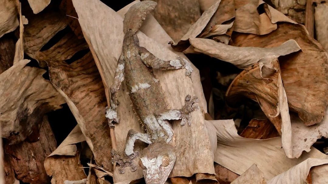 7 Incredible Creatures That Have Mastered the Art of Camouflage