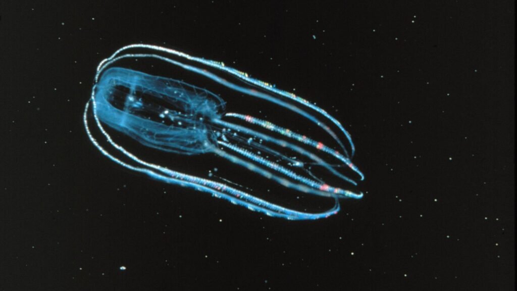 9 Deep Sea Creatures That Defy Explanation