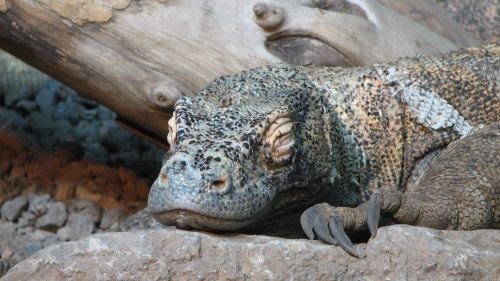 10 Fascinating Animals That Sleep in the Most Bizarre Ways
