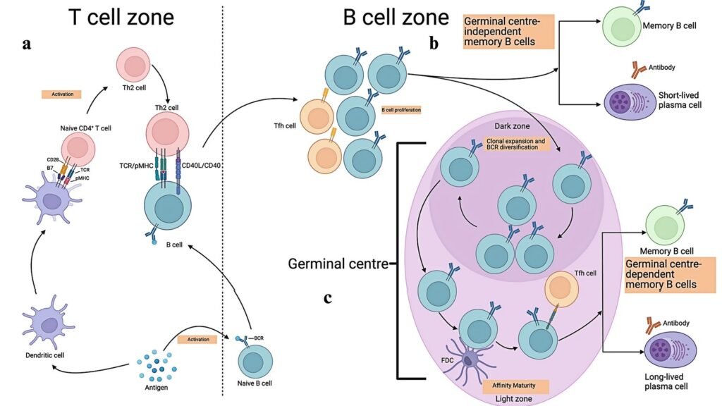 Scientists Suggest Your Cells Have Memory Making Your Entire Body Conscious
