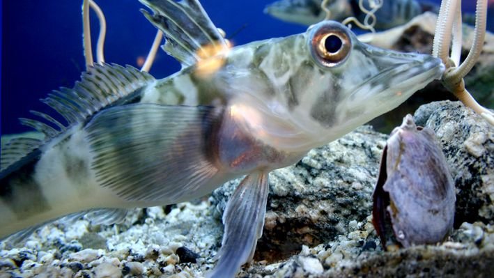 5 Animals That Have Mastered the Art of Extreme Survival