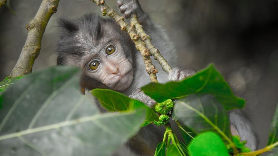 What Primate Studies Are Revealing About Empathy, Humans, and the Mirror Within Us All