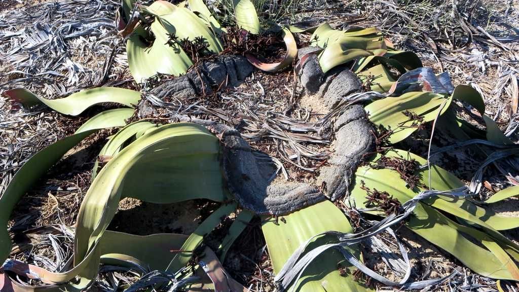 10 Incredible Plants With Powers Beyond Our Wildest Imagination