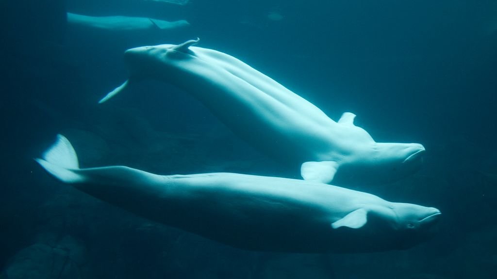 What Secret Powers Do Ocean Creatures Possess That We Don't Know?