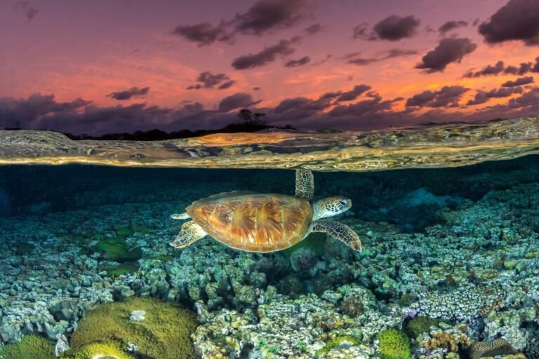 Outlook for migratory species worsens amid habitat loss & avian flu, report finds