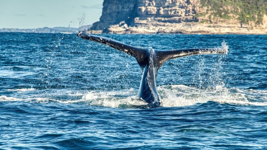 Animals Use Magnetic Fields to Navigate Across Continents