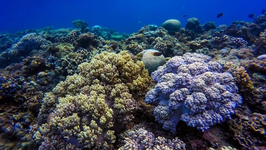Our Oceans Are Hiding Vast, Undiscovered Ecosystems