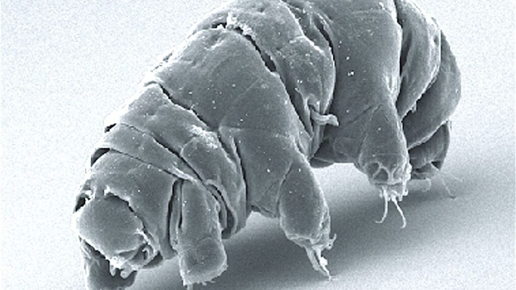 8 Unique Wildlife Adaptations That Will Leave You Speechless