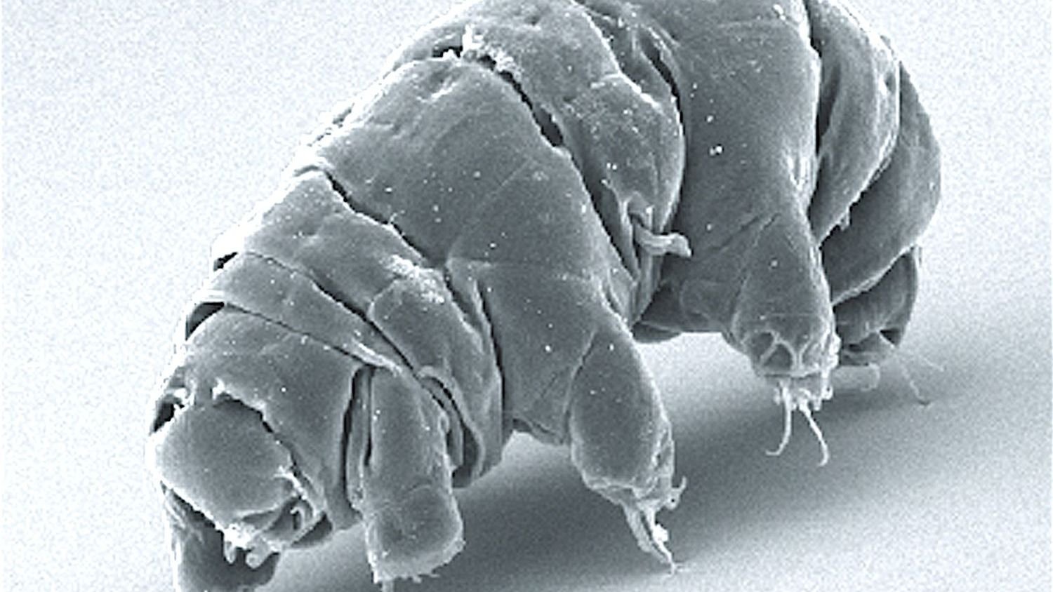 8 Unique Wildlife Adaptations That Will Leave You Speechless