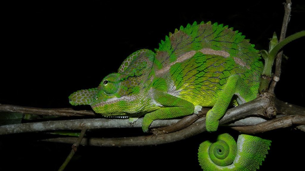 10 Remarkable Adaptations That Allow Animals to Survive Extreme Environments