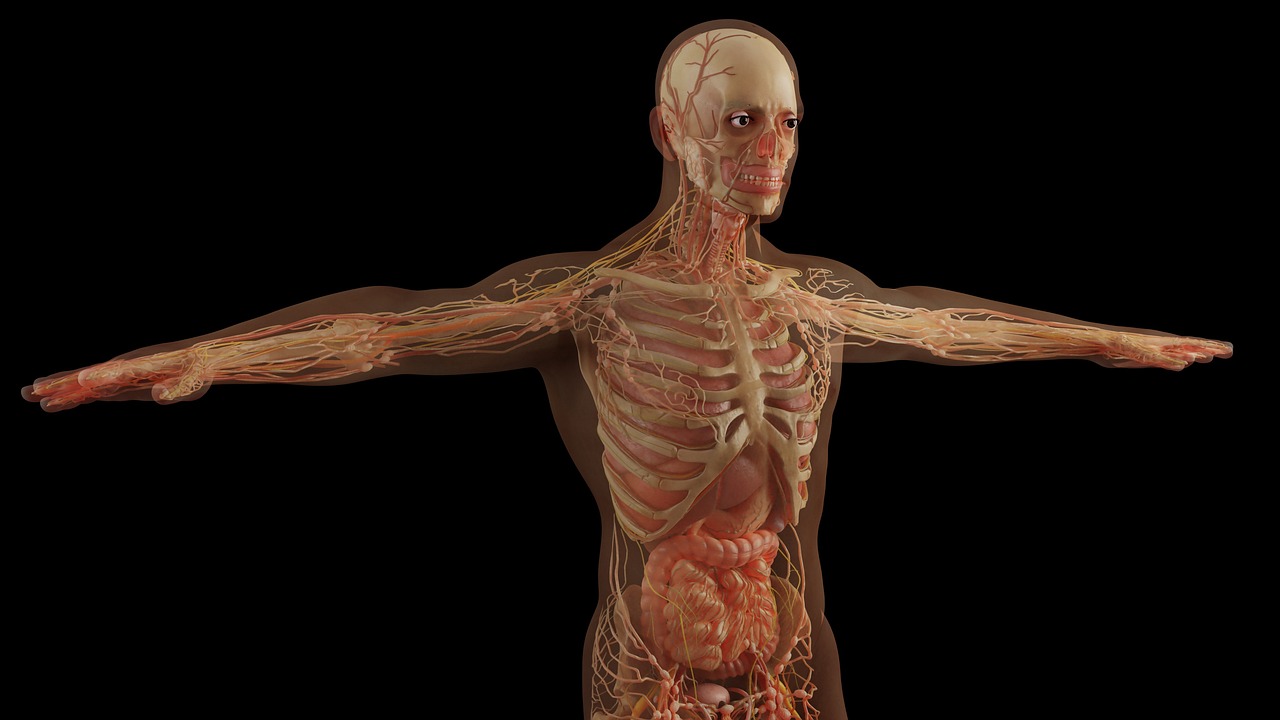 The Human Body Is a Marvel of Engineering, Constantly Adapting and Changing