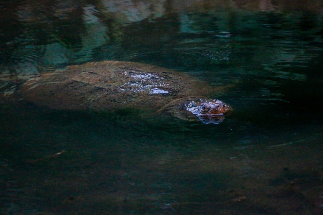 Amazon waterway noise threatens unique social life of giant river turtles