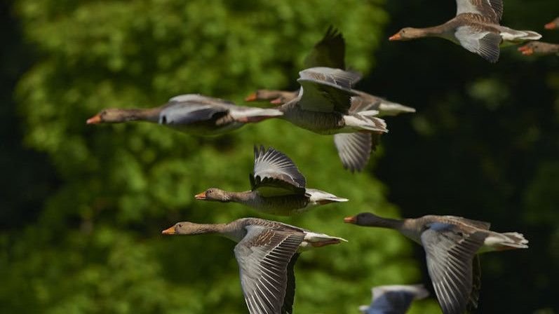 5 Fascinating Ways Animals Navigate the World Using Unseen Senses