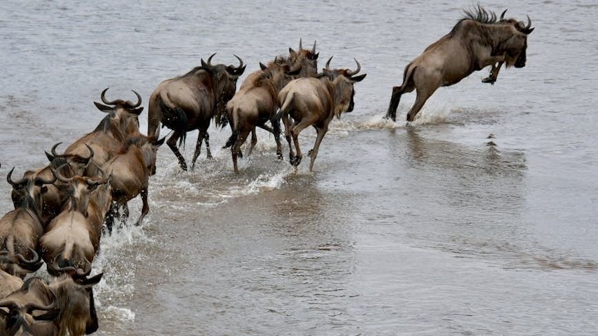The Enduring Mystery of Animal Migration: Navigating Vast Distances