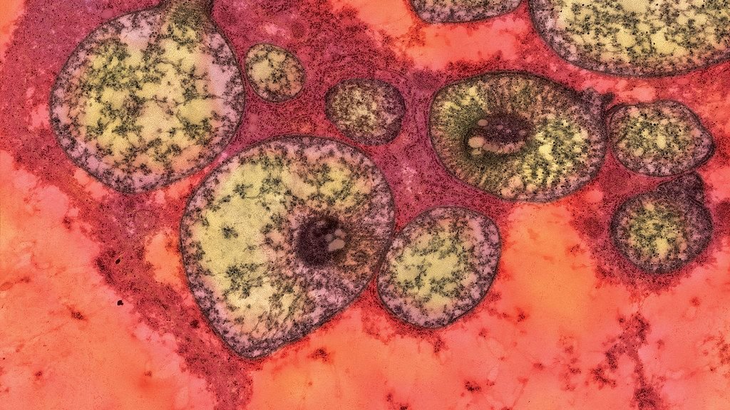 The Symphony of Cells: Unraveling the Intricate Dance of Life's Building Blocks