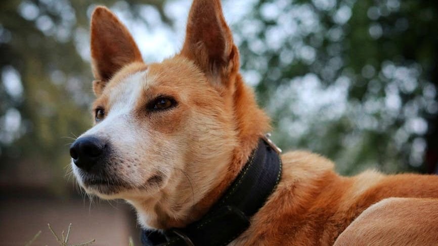 The Evolutionary Journey of Dogs: From Wild Wolves to Beloved Companions