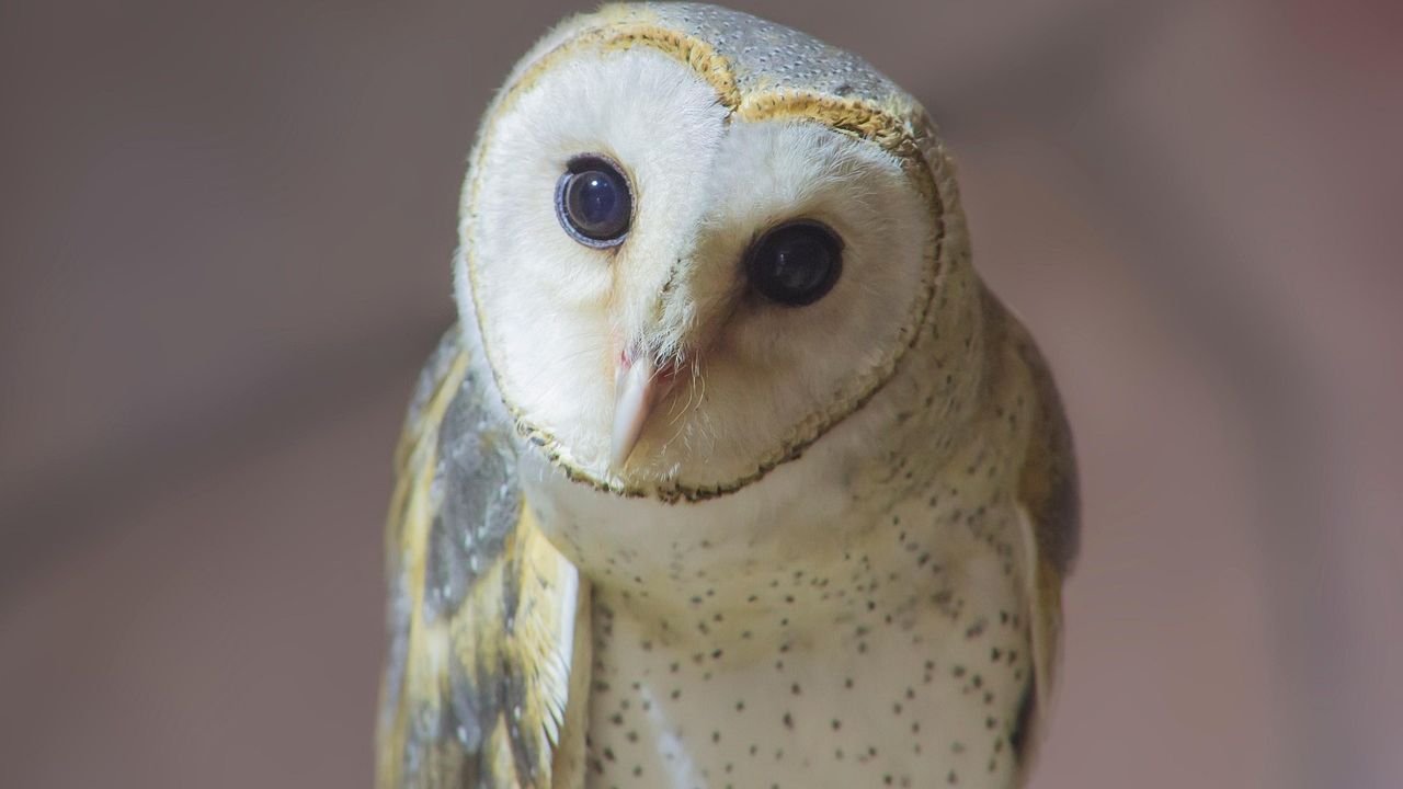 7 Incredible Animals with Super-Senses You Won’t Believe Exist