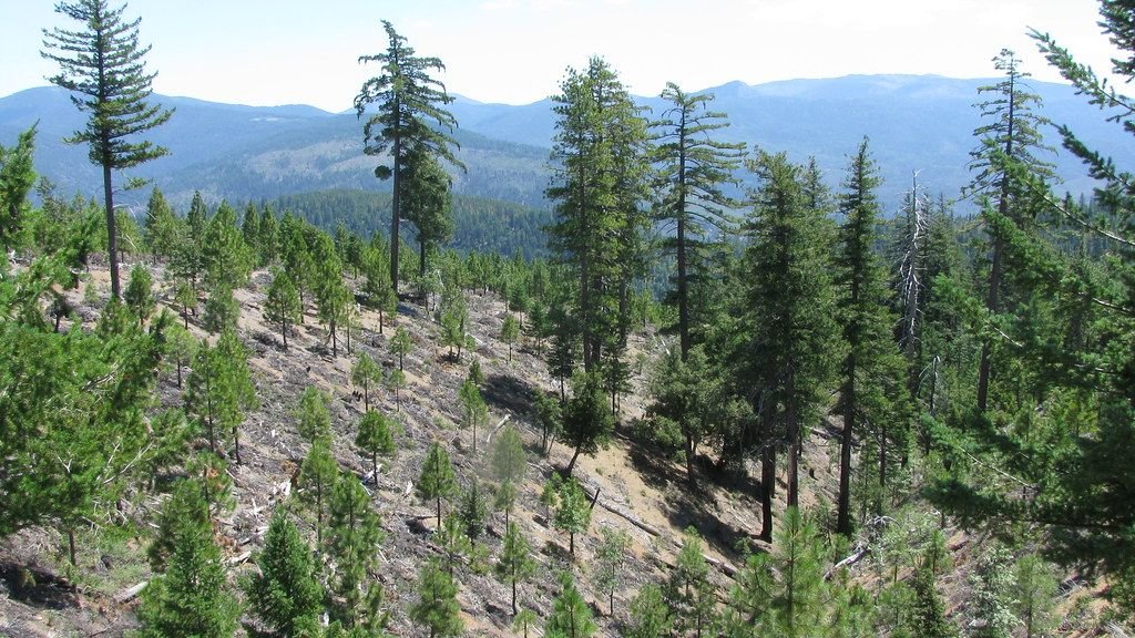 11 Amazing Ways Nature Recovers From Disasters and Rebuilds Itself