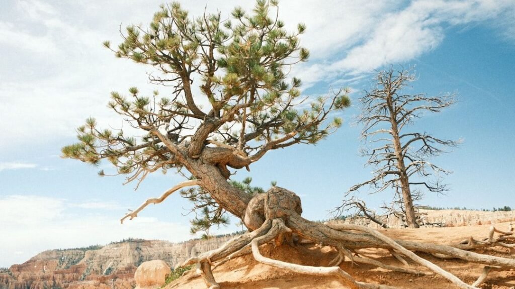 12 Fascinating Ways Plants Adapt to Survive in Harsh Environments