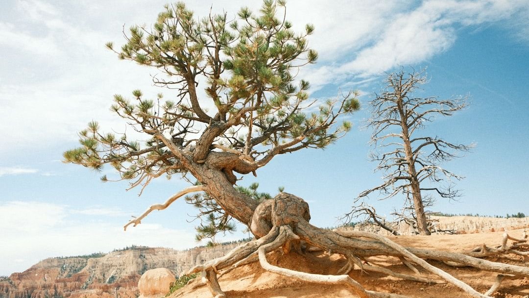 12 Fascinating Ways Plants Adapt to Survive in Harsh Environments