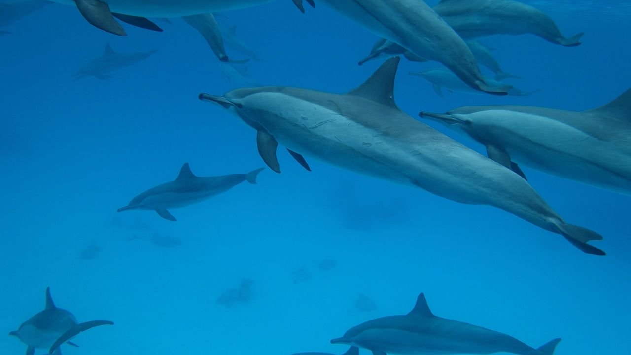 10 Remarkable Ways Animals Have Developed Unique Social Structures